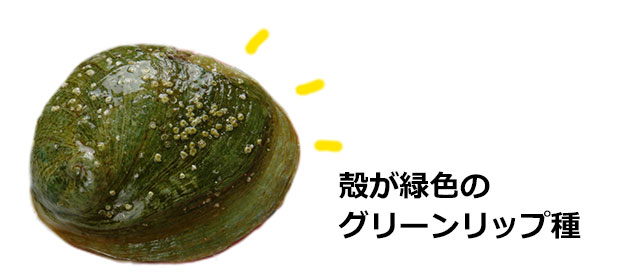 おトクな【業務用】お刺身用冷凍あわび1kg＜翡翠の瞳＞の通販 | 北海道わけあり市場-plus-よりお取り寄せ