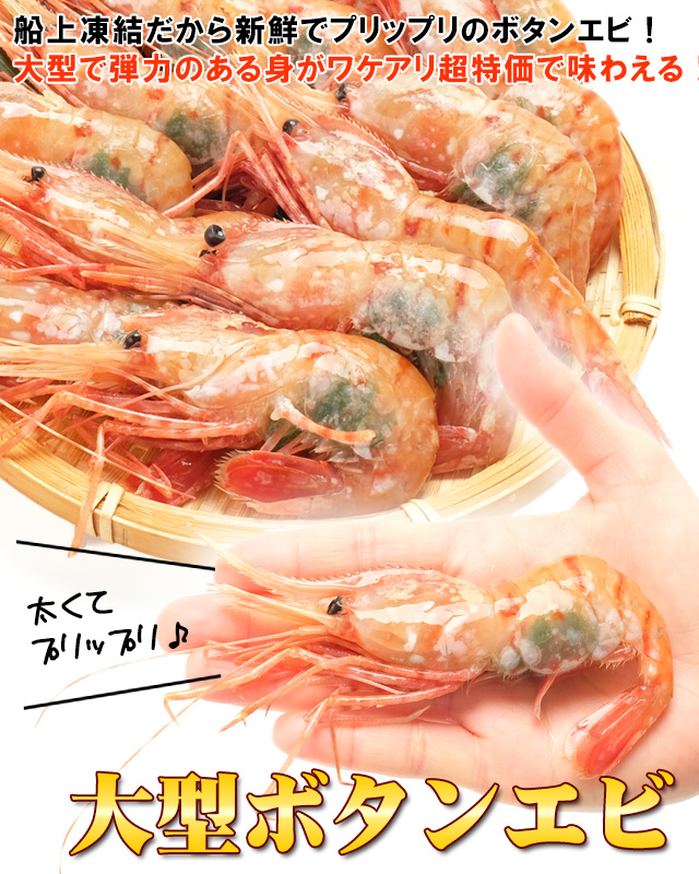 おトクなわけあり大型ボタンエビ500g（12尾前後）＜生冷凍＞の通販 | 北海道わけあり市場-plus-よりお取り寄せ