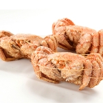 ܂ȂуKj1.5kg(2`3O){CⓀ